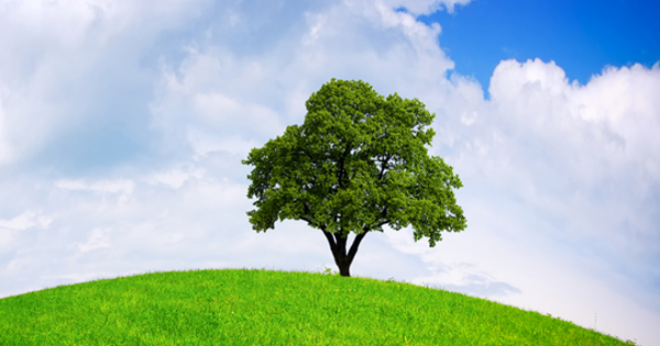 Nghị định 05/2025